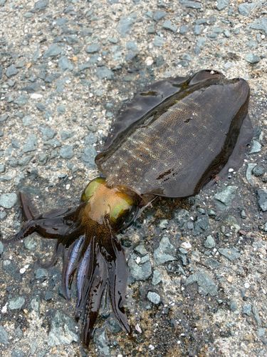 アオリイカの釣果
