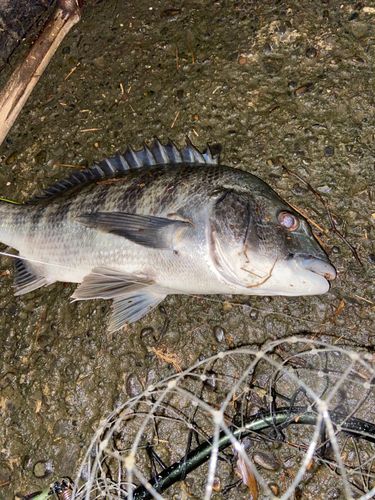 チヌの釣果