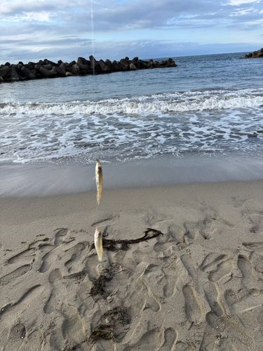 キスの釣果