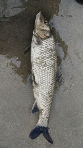 ニゴイの釣果