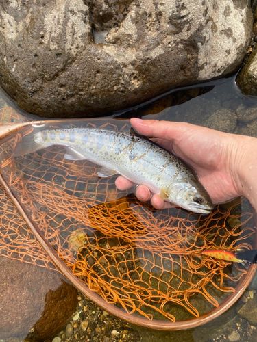 ヤマメの釣果