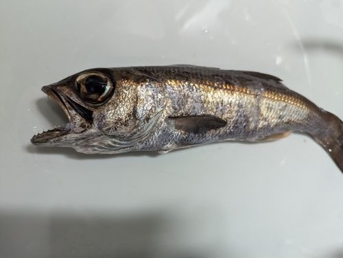 クロムツの釣果