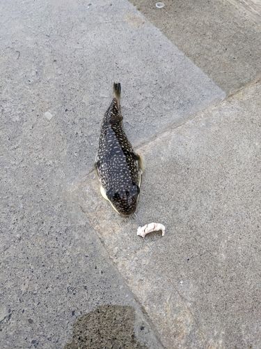 クサフグの釣果