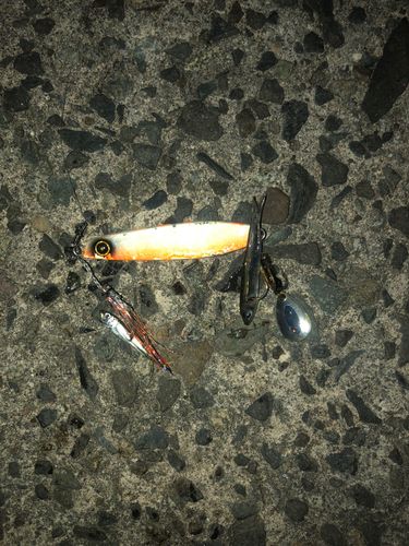 釣果