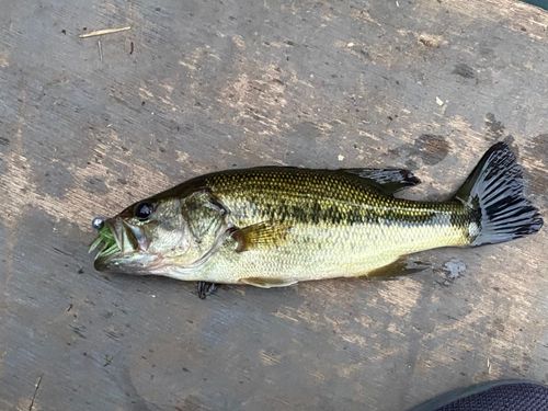 太平洋で釣れたブラックバスの釣り・釣果情報 - アングラーズ | 釣果