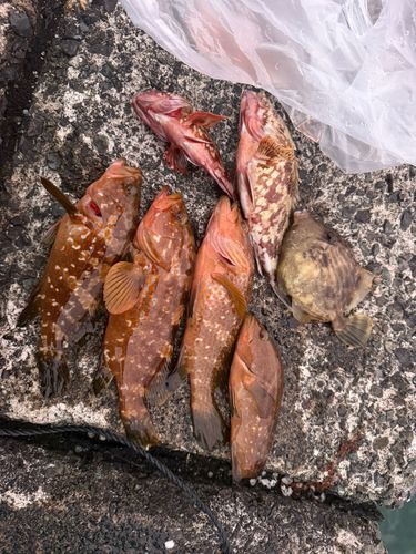 アコウの釣果
