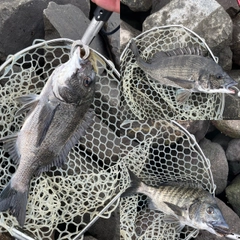 クロダイの釣果