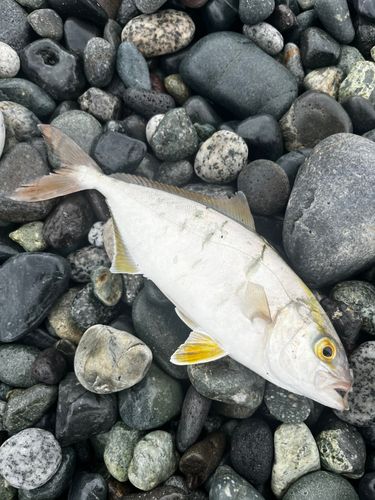 ショゴの釣果