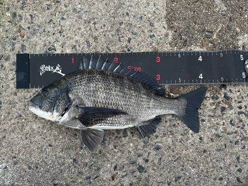 チヌの釣果