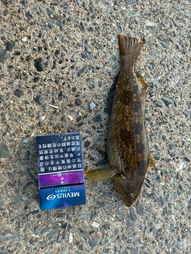 アイナメの釣果