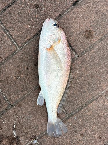 イシモチの釣果