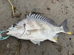 キビレの釣果