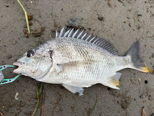 キビレの釣果