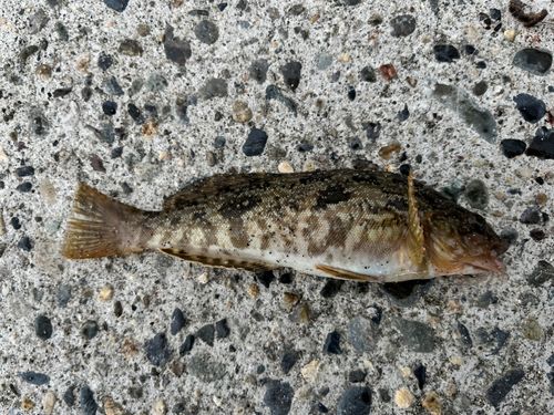 アイナメの釣果
