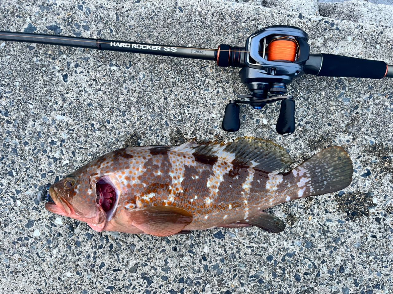 アコウの釣果写真