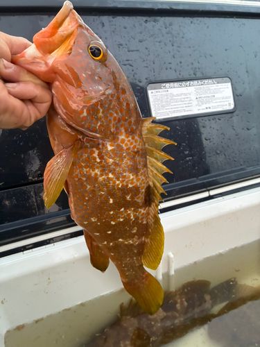キジハタの釣果