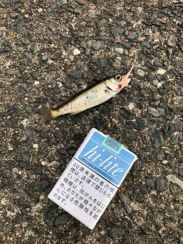 クロムツの釣果