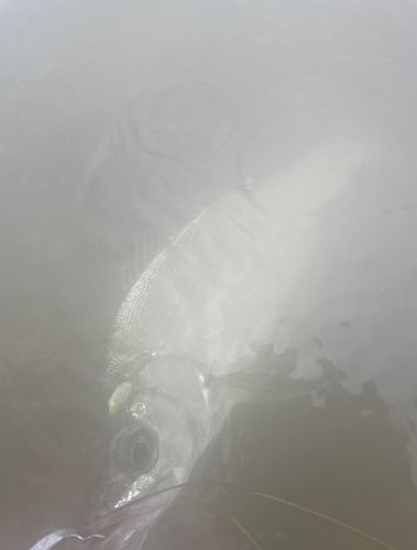 フッコ（ヒラスズキ）の釣果