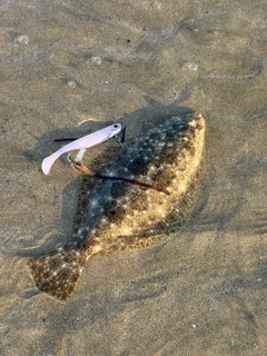 ソゲの釣果