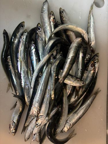 カタクチイワシの釣果