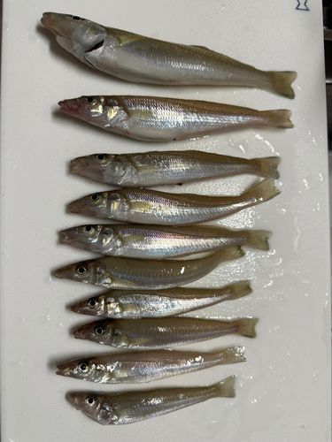 キスの釣果