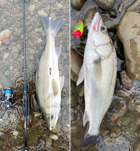 シーバスの釣果