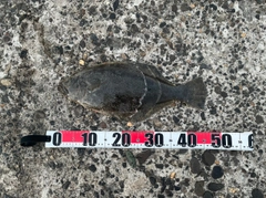 ヒラメの釣果