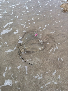エイの釣果