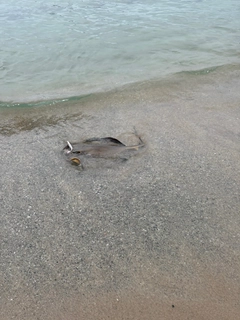 エイの釣果