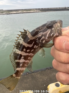 クエの釣果