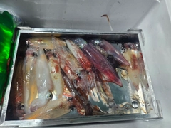 ケンサキイカの釣果