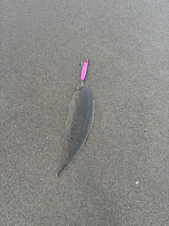 シタビラメの釣果