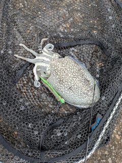 シリヤケイカの釣果