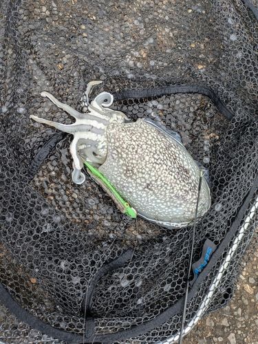 シリヤケイカの釣果