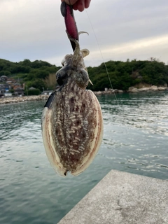 モンゴイカの釣果