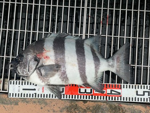イシダイの釣果