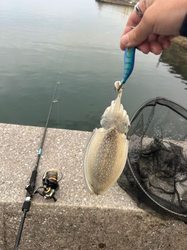 シリヤケイカの釣果