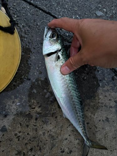 サバの釣果