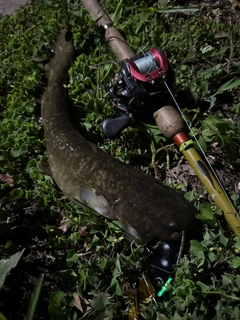ナマズの釣果