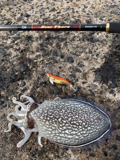 シリヤケイカの釣果