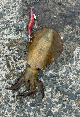 アオリイカの釣果