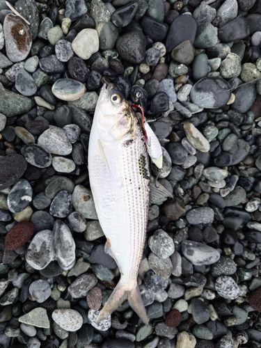 コノシロの釣果
