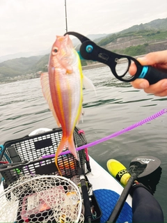 イトヨリダイの釣果