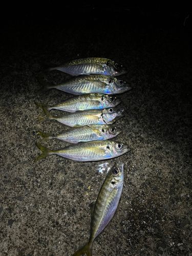 アジの釣果