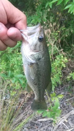 ラージマウスバスの釣果