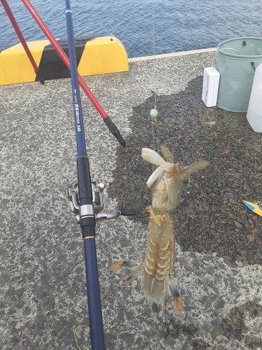 シャコの釣果