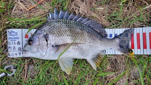 キビレの釣果