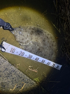 ヒラメの釣果