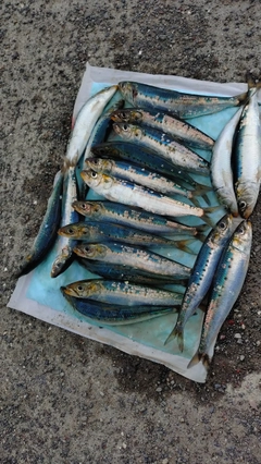 マイワシの釣果