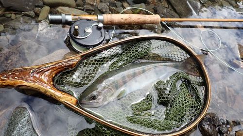 ヤマメの釣果
